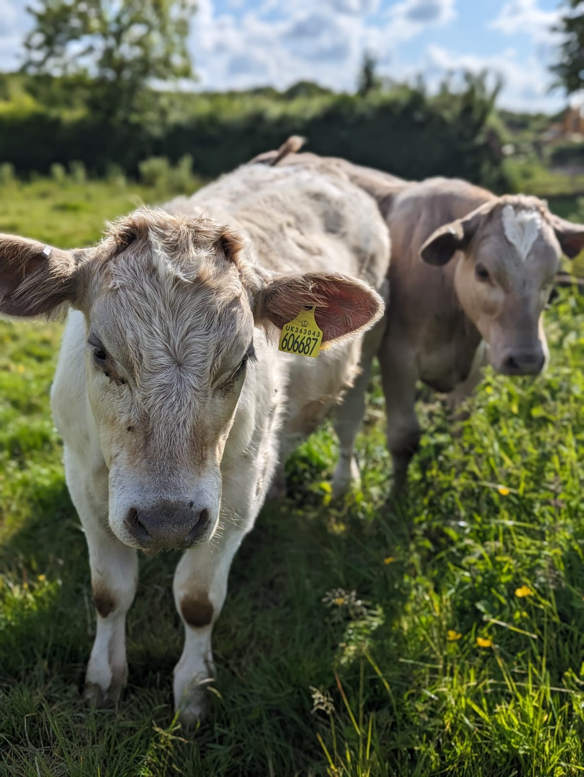 Farm views